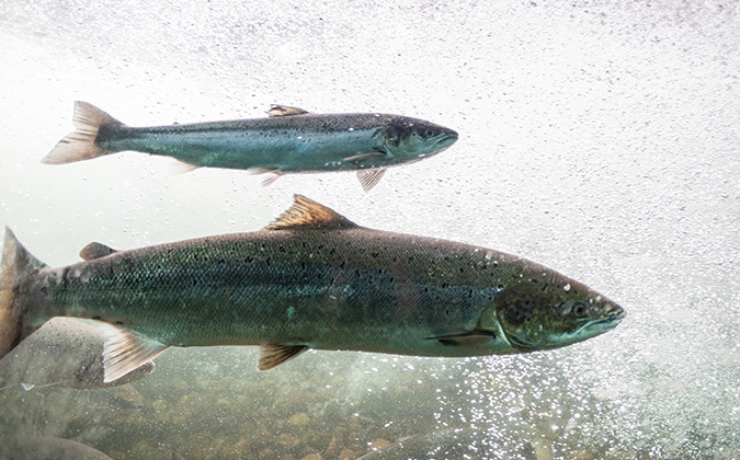 Lesser Salmonids Salmonids - Fish Farm Forum