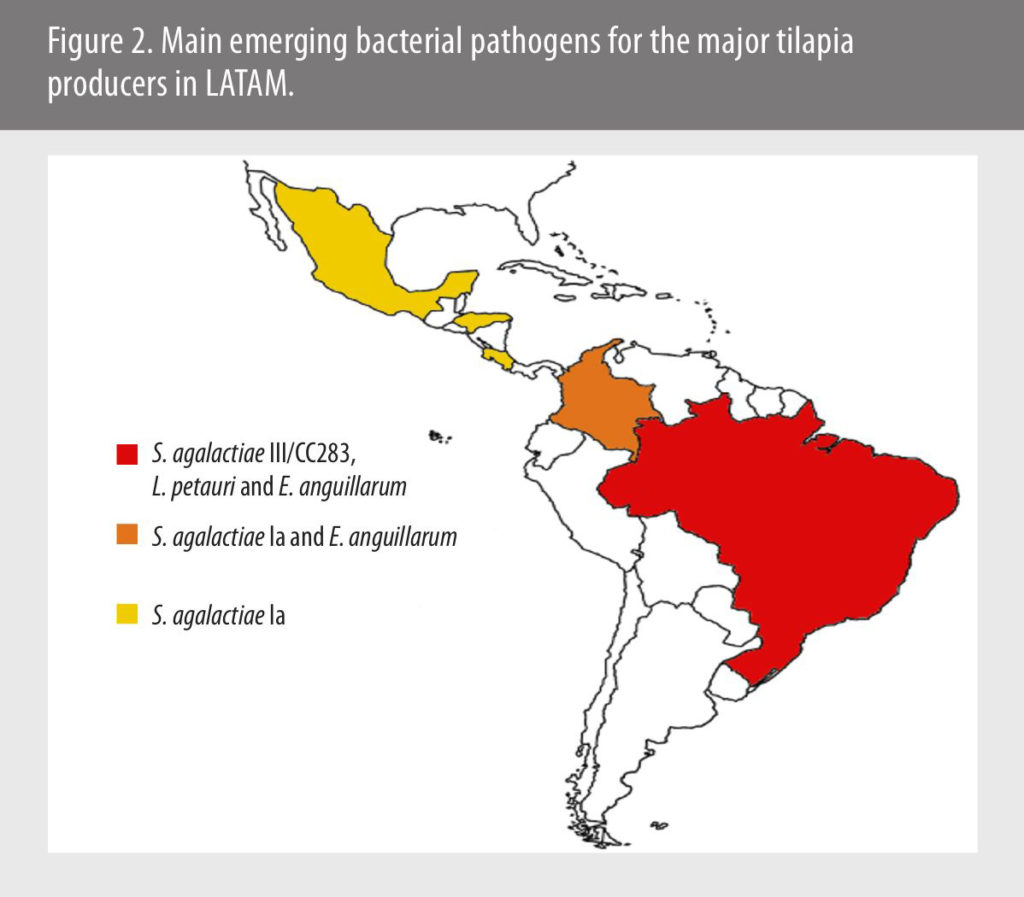 Emerging tilapia diseases