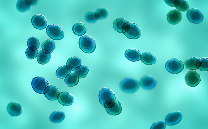 Bacteria Lactococcus, D illustration