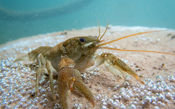 FFFweb_cray fish pexels mihailo jovicevic