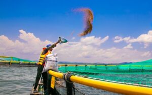 FFFweb_Yalelo_Feeding_on_lake