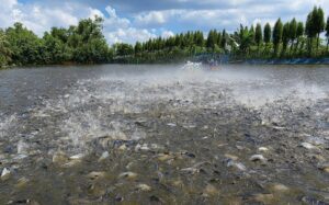 FFFweb_pangasius_pond_growout