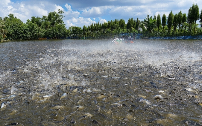 FFFweb_pangasius_pond_growout